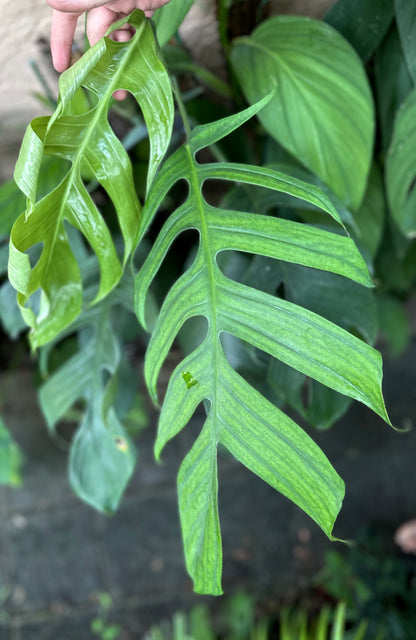 Monstera glaucescens