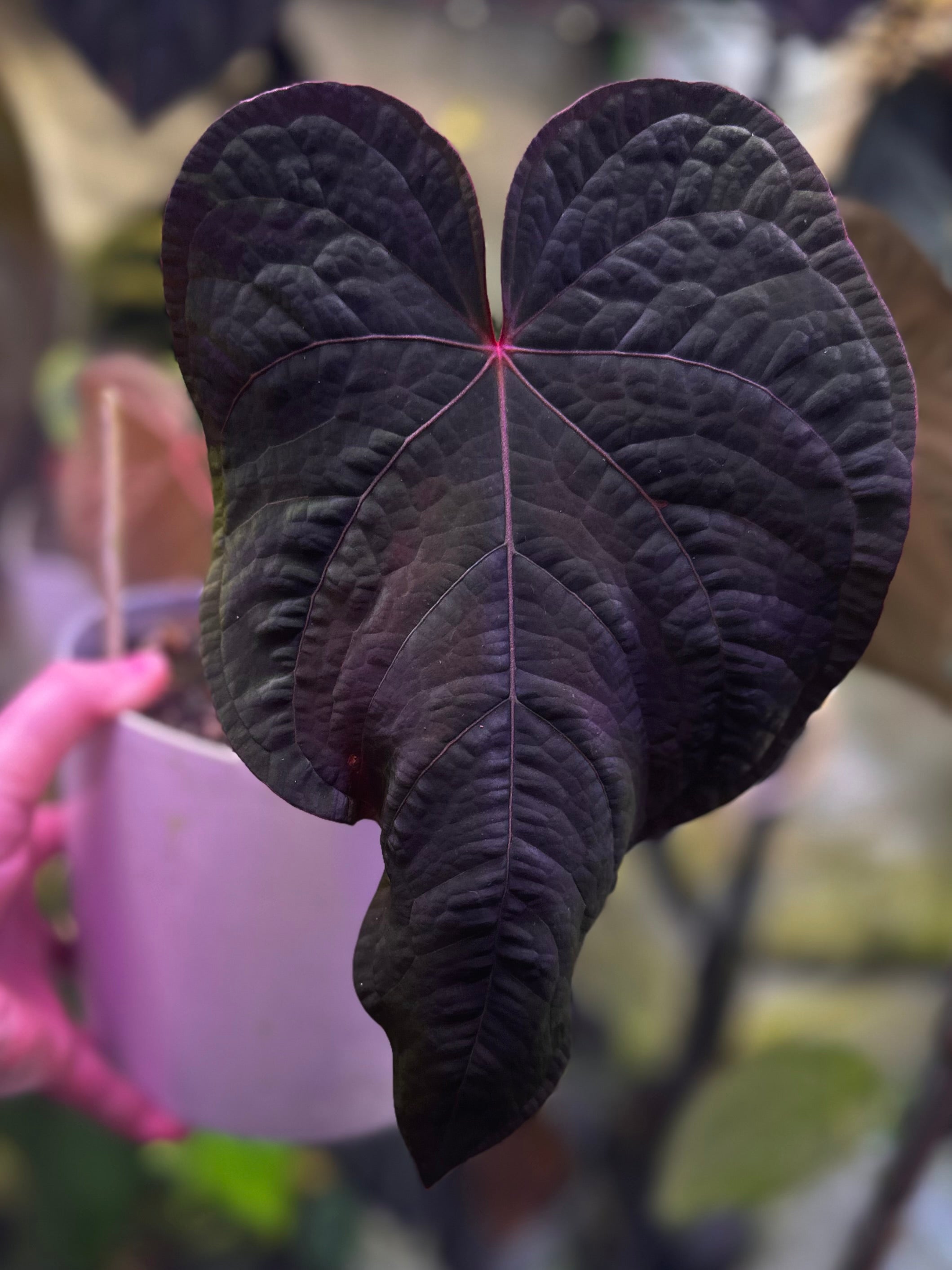 Anthurium (BVEP x NSE red crystallinum) x ((carla x pap) x