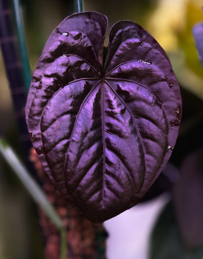 Anthurium dressleri RG (F2 x Black) F2 "Aspis" x "Purple Haze"