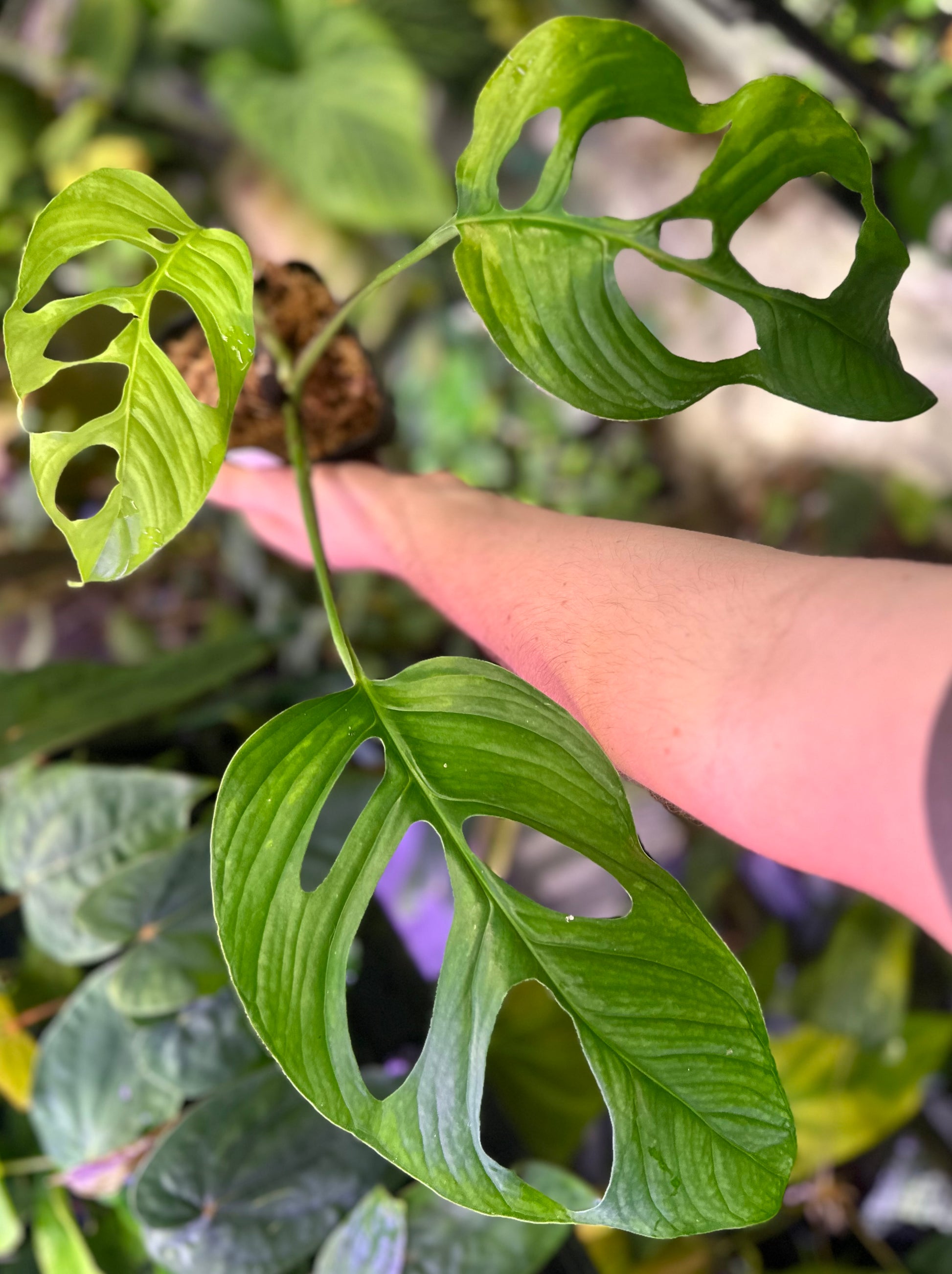 graffi monstera Monstera gracilis “Tingo Maria”