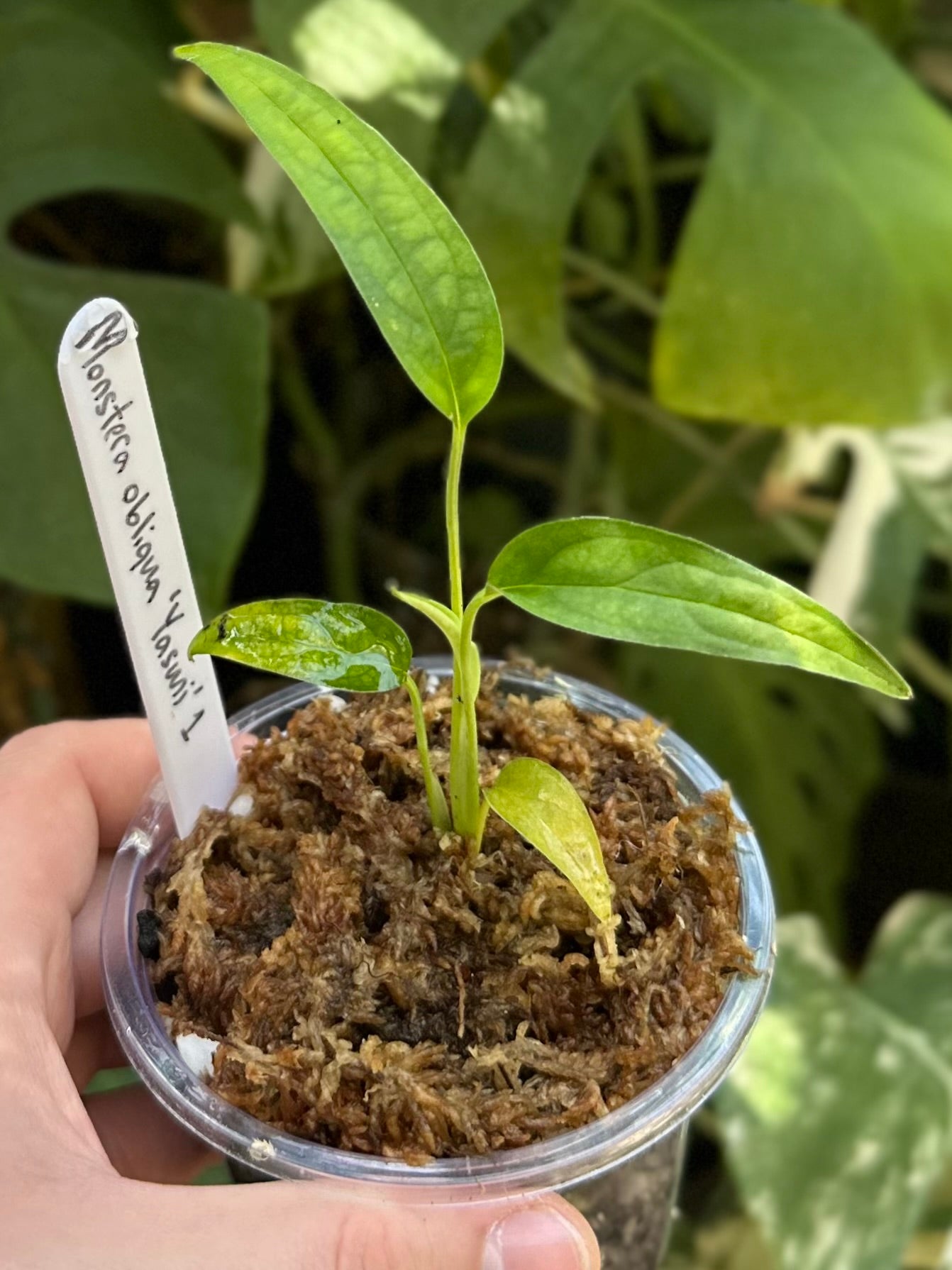 Monstera obliqua “Yasuní” #1