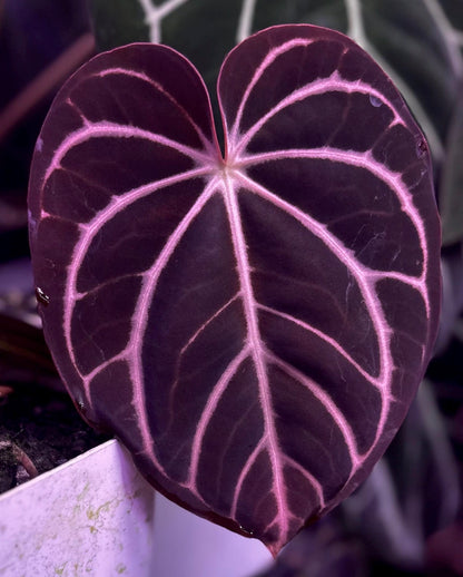 Anthurium dressleri RG (Black x F2) x carlablackiae RA10 s1 *sprouted seeds*
