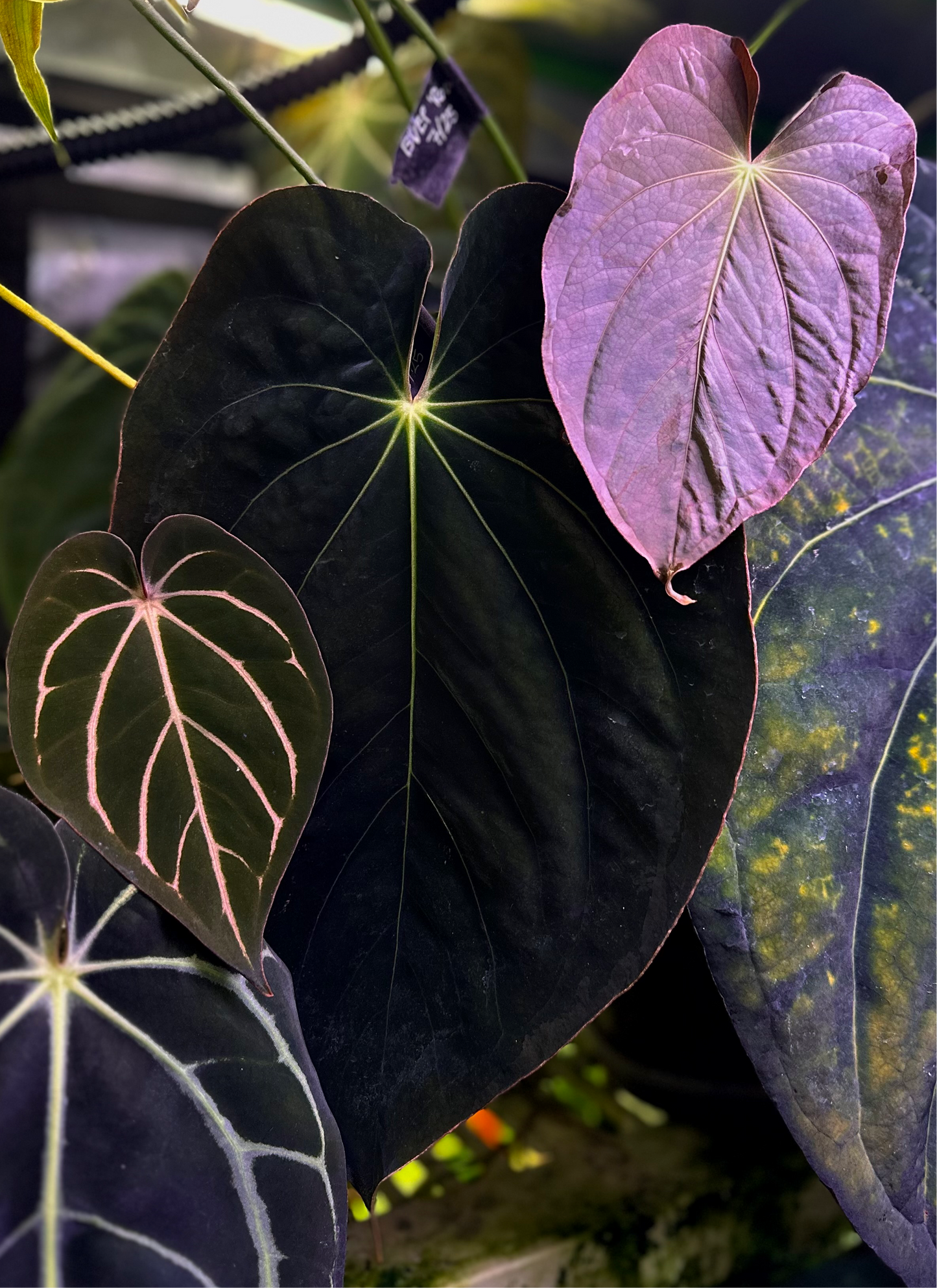 Anthurium antolakii (BVEP) "Round x RA1" x dressleri "Obsidian" *seedlings*