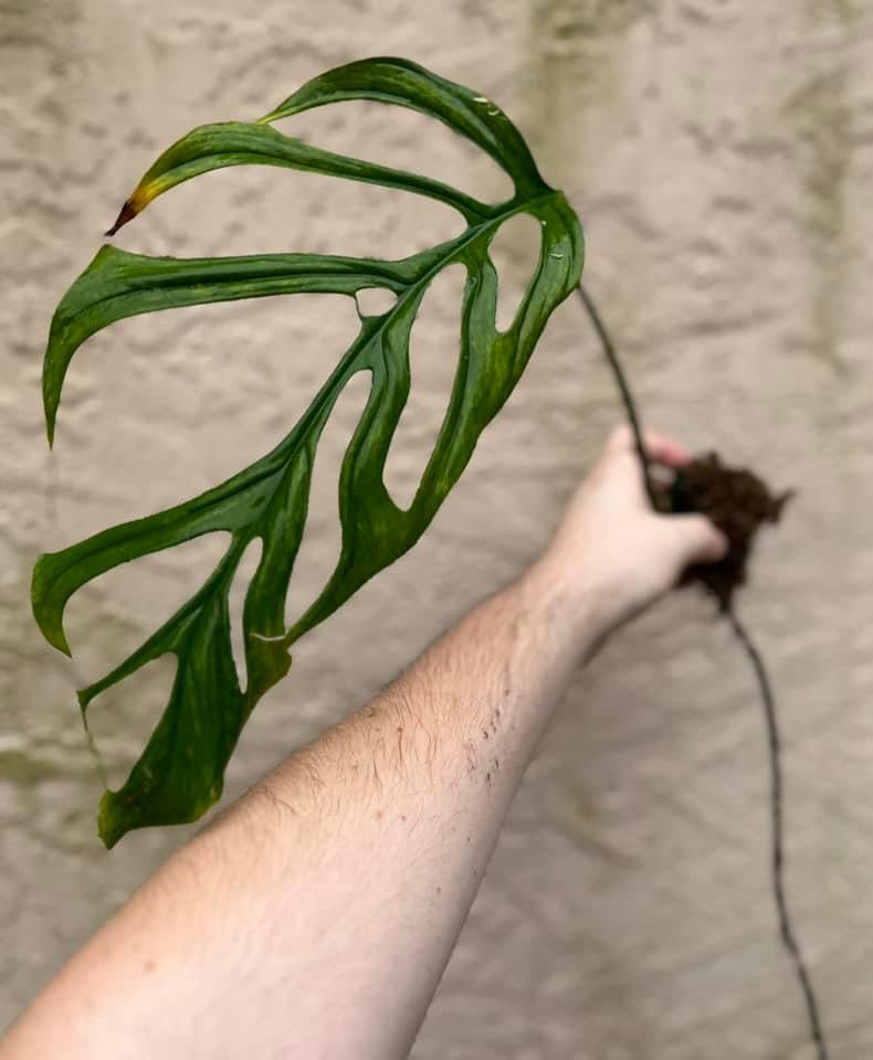 Monstera aff. gracilis