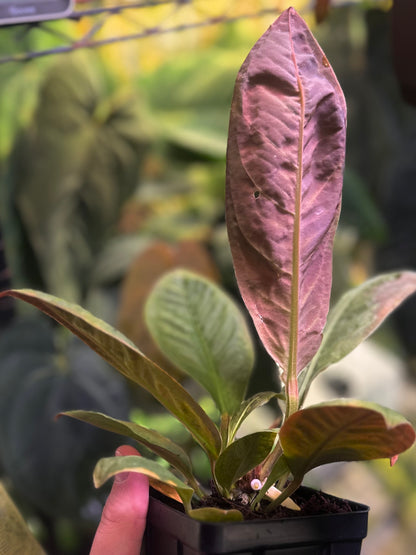 Anthurium willifordii *EXTREMELY RARE*
