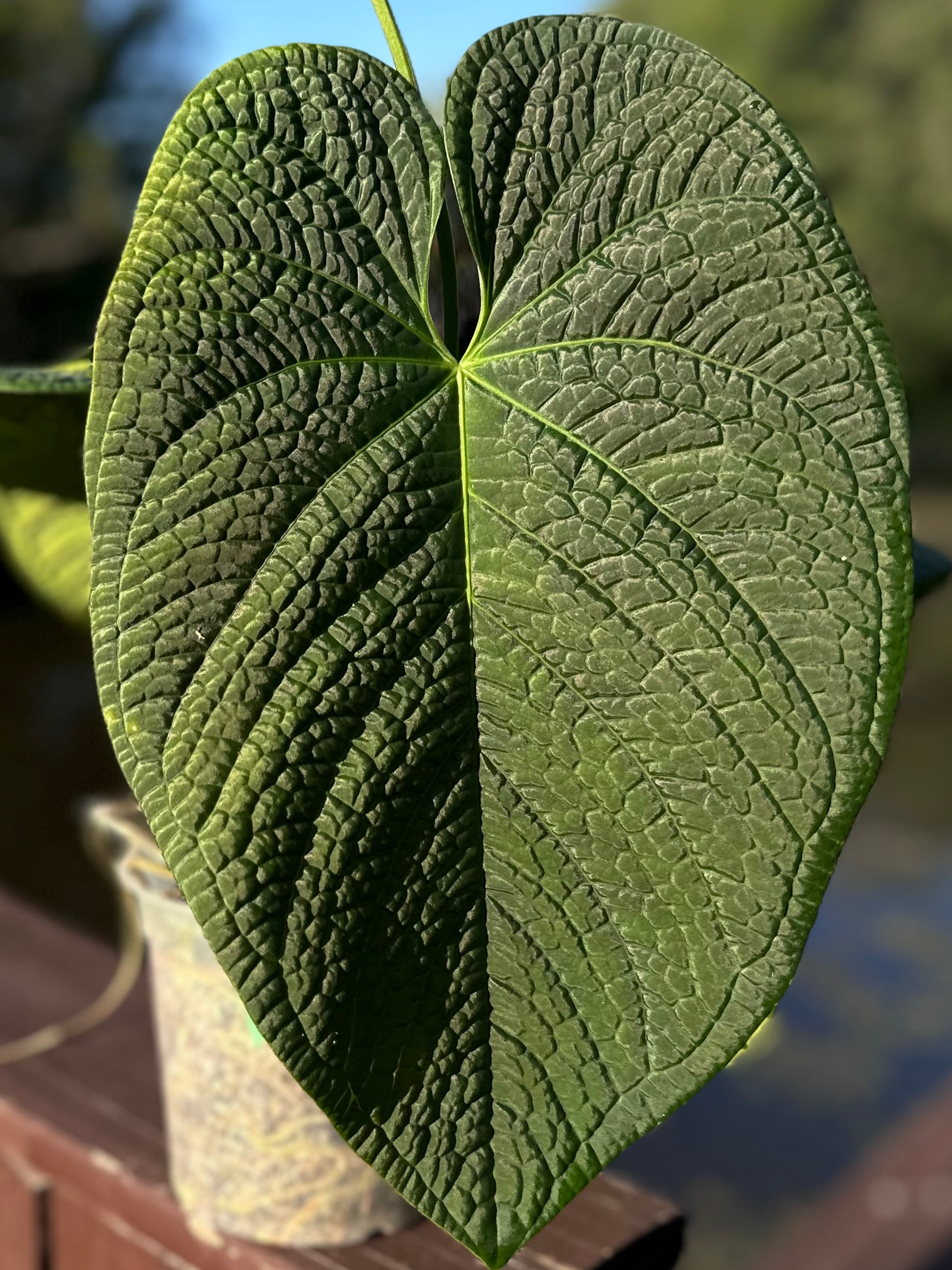 anthurium corrugatum for sale Anthurium (pap "Long x Long Bullet" x splendidum) x dressleri “Obsidia – AABexotics