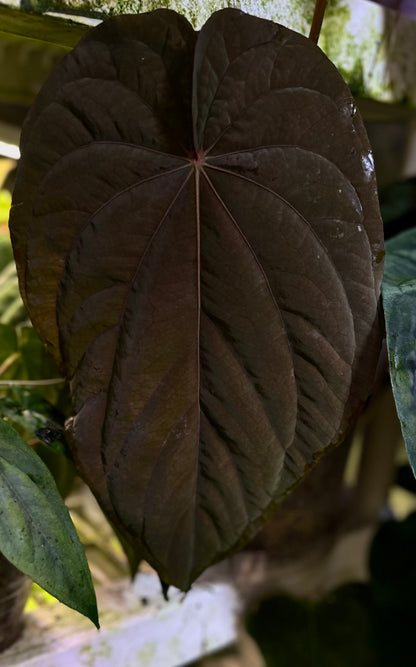 Anthurium dressleri “Obsidian” *CLONE*