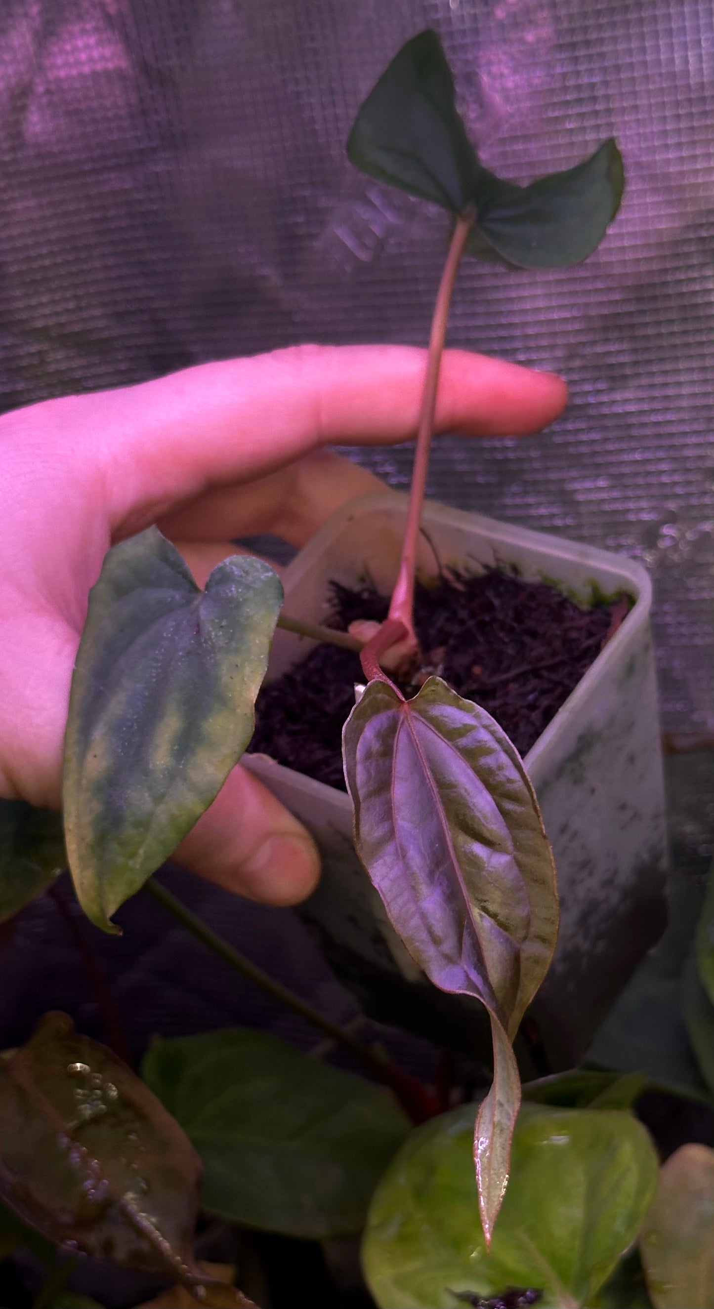 Anthurium dressleri “Obsidian” x RG *seedlings*