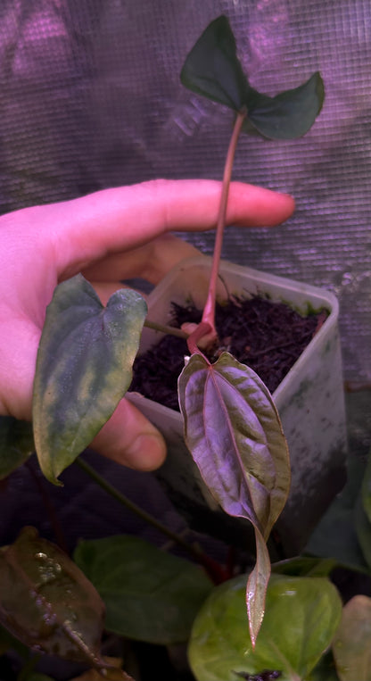 Anthurium dressleri “Obsidian” x RG *seedlings*