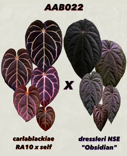 Anthurium carlablackiae RA10 (s1) x dressleri "Obsidian" *seedlings*