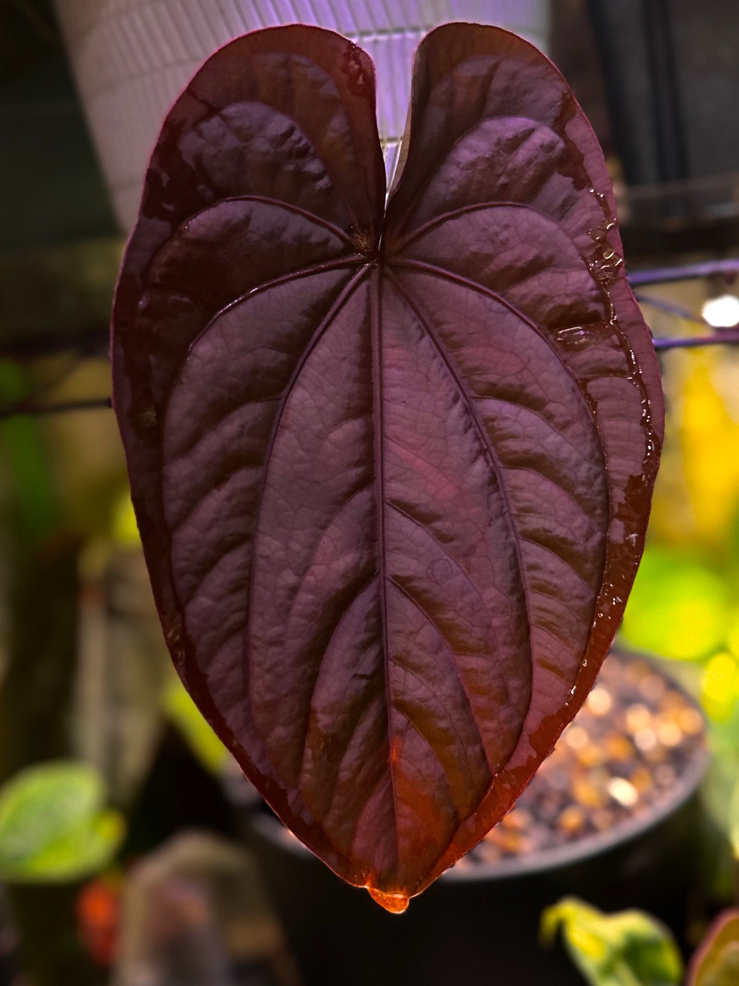 Anthurium dressleri RG (F2 x Black) F2 "Aspis" x "Purple Haze"