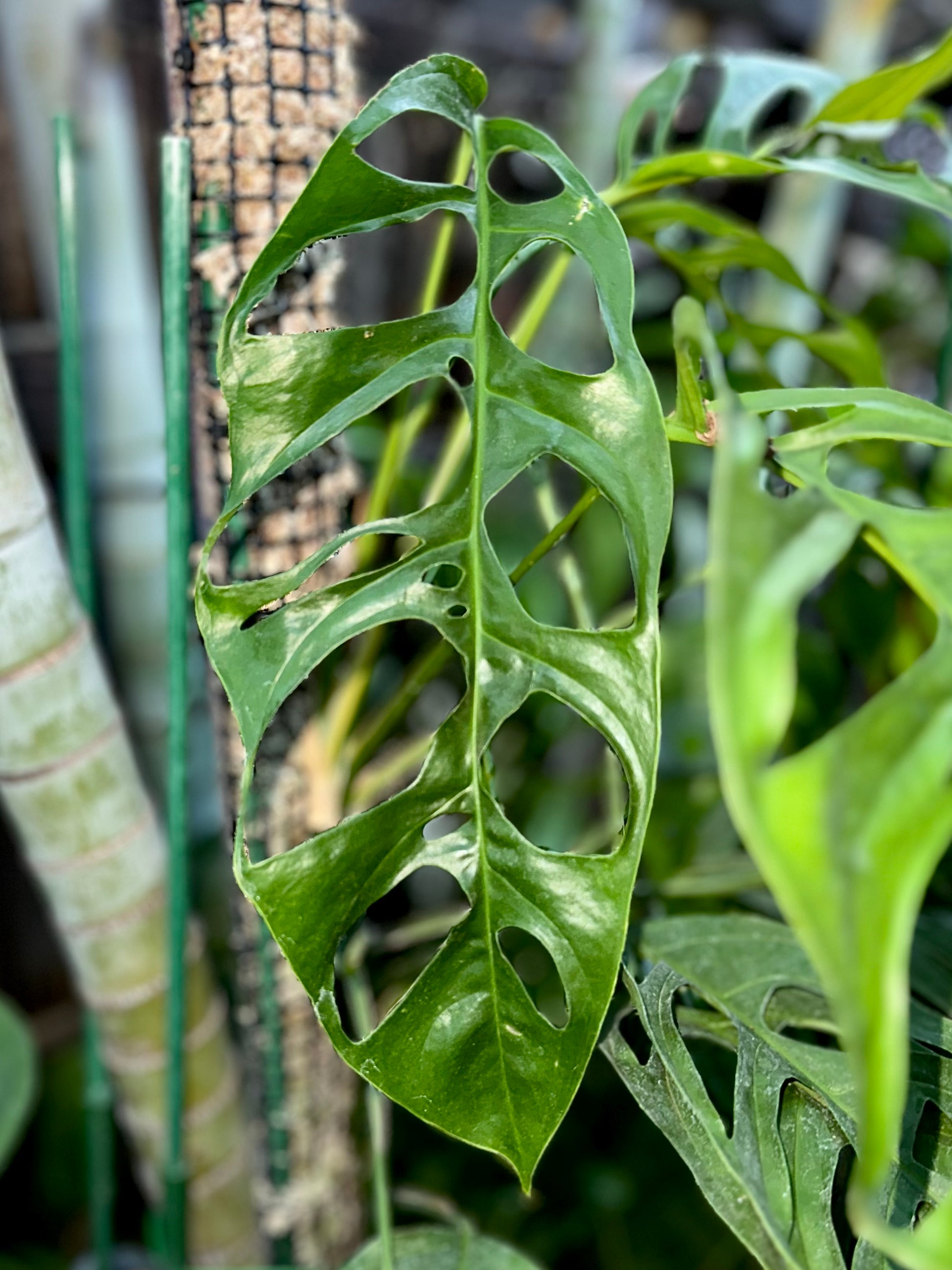 monstera obliqua peru big Monstera obliqua “Loreto” – AABexotics