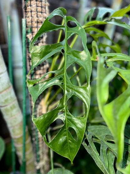 monstera obliqua variegated Monstera obliqua “Loreto” – AABexotics
