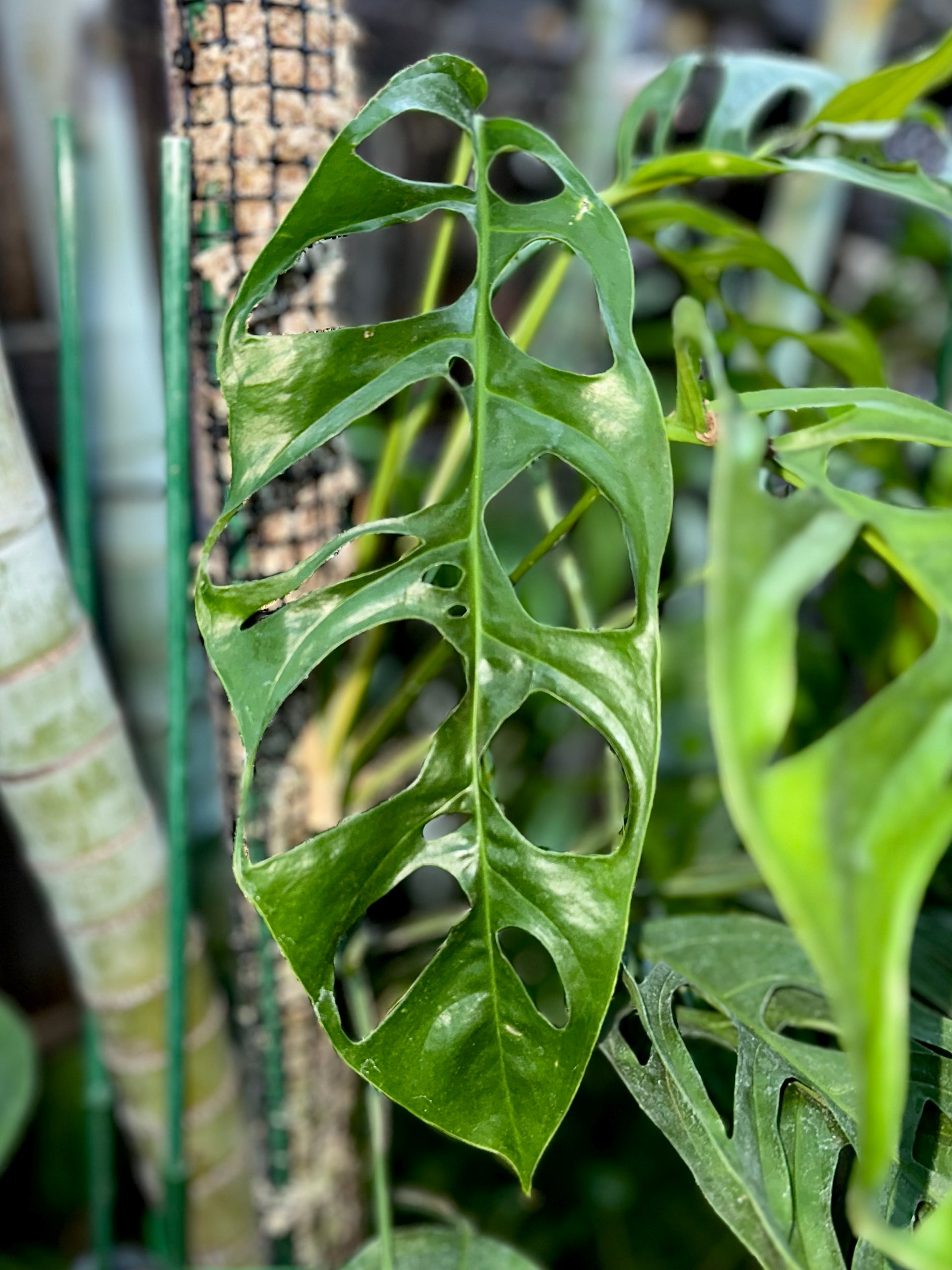 Monstera obliqua “Loreto” – AABexotics