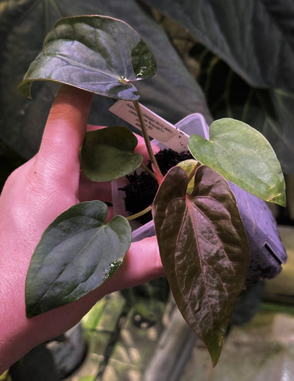 anthurium dressleri rg Anthurium (dressleri RG F2 x carlablackiae) x dressleri RG