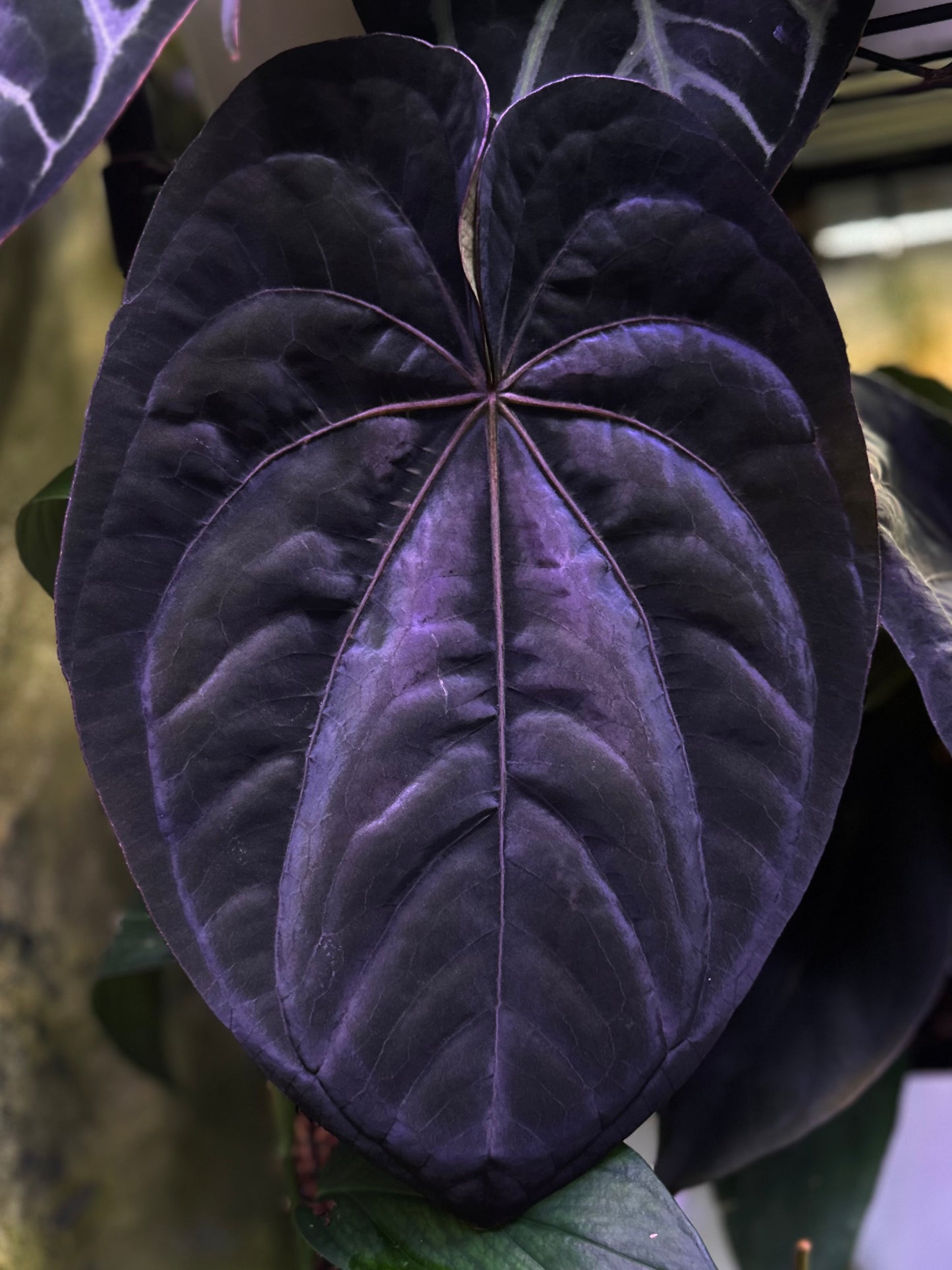 Anthurium dressleri RG (F2 x Black) F2 "Aspis" x "Purple Haze"