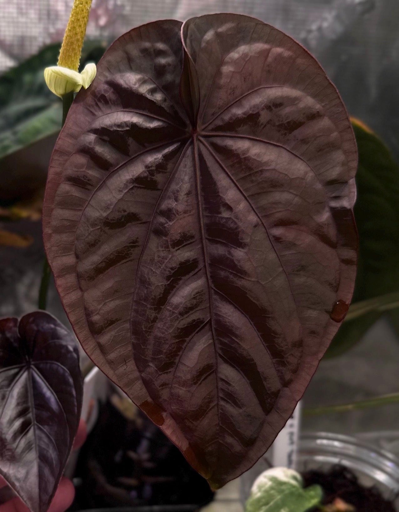Anthurium dressleri RG (Black x F2) x carlablackiae RA10 s1 *sprouted seeds*