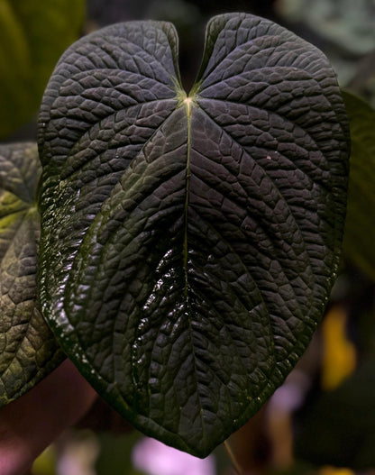 Anthurium dressleri "Obsidian" x (BVEP x splendidum) *sprouted seeds*