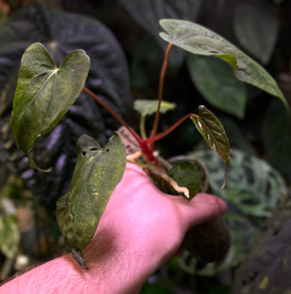 Anthurium papillilaminum ‘RL x FS’ x self