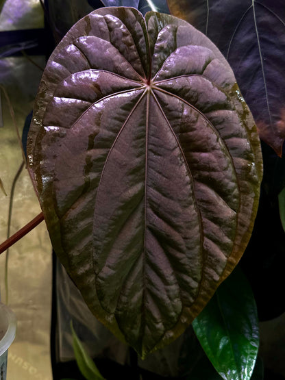 Anthurium dressleri NSE “Obsidian”