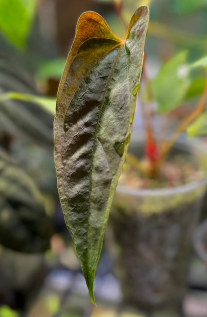 Anthurium papillilaminum ‘RL x FS’ x self