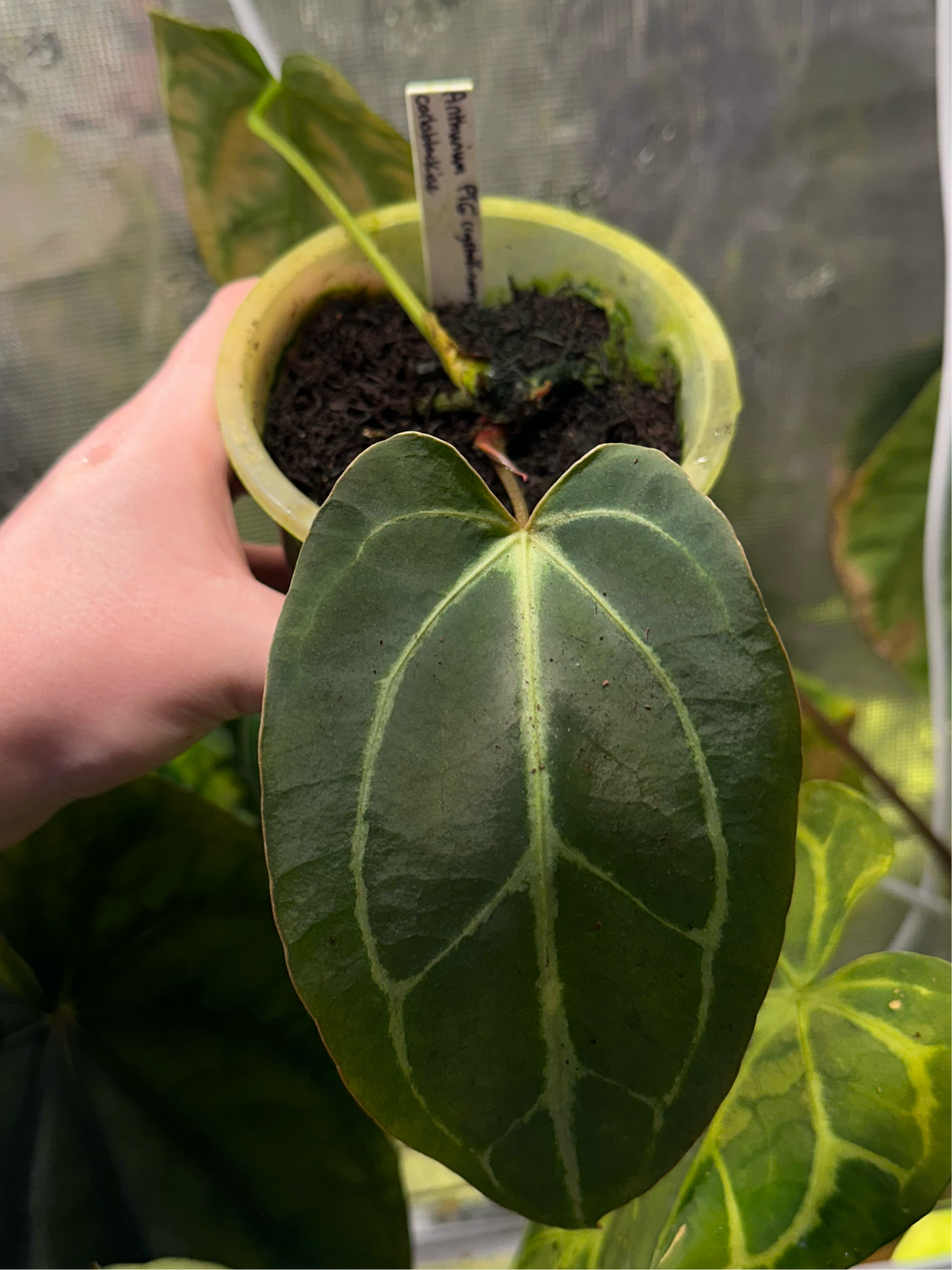 Anthurium ‘FTG crystallinum’ x carlablackiae