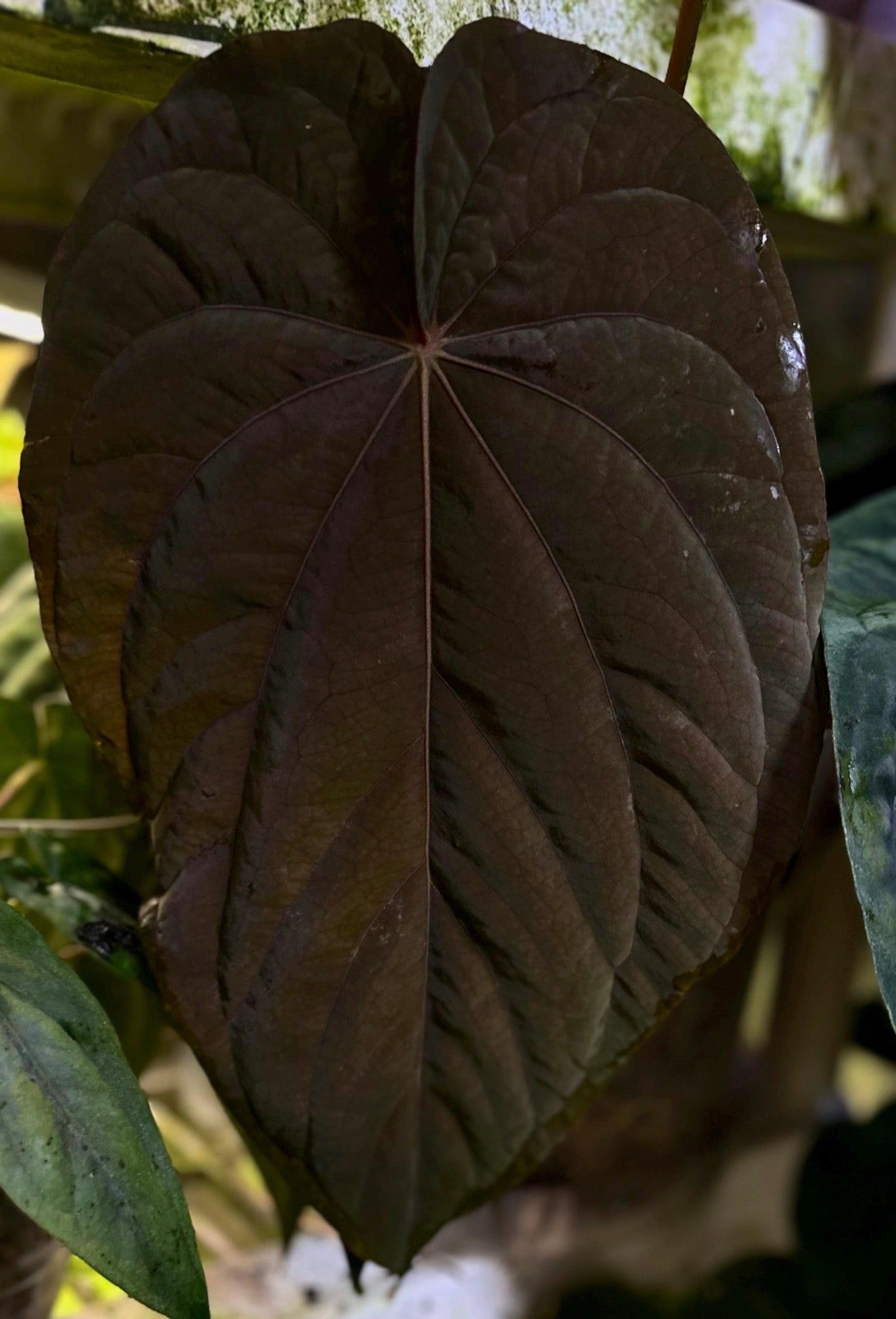 Anthurium dressleri "Obsidian" x (BVEP x splendidum) *sprouted seeds*
