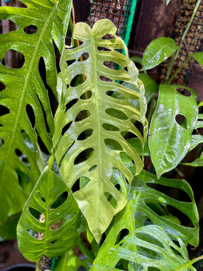 Monstera punctulata