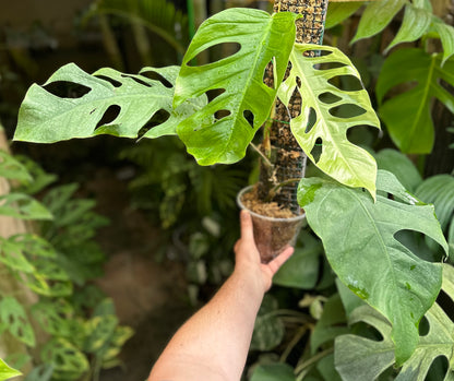 Monstera punctulata