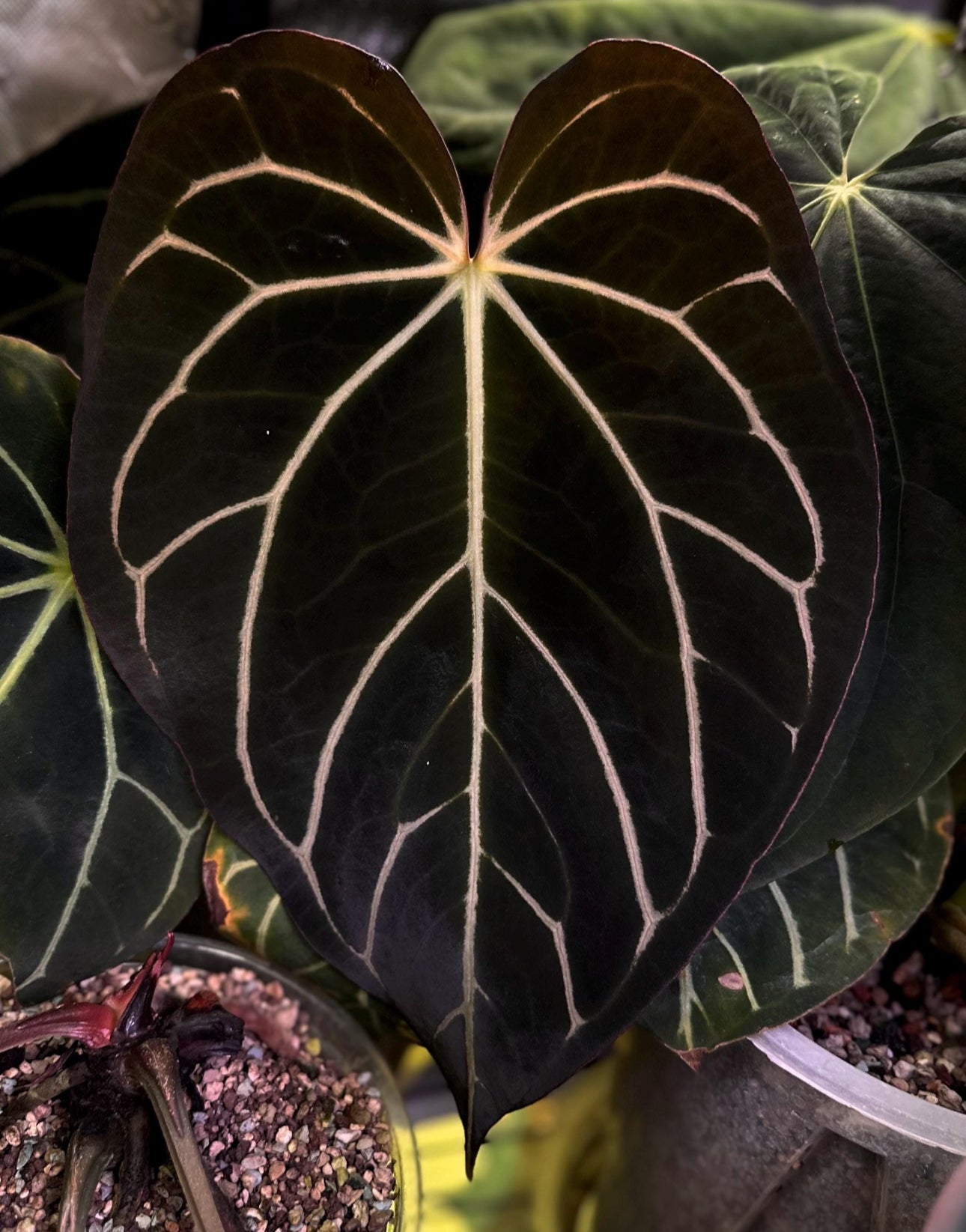Anthurium carlablackiae Wu1 s1 x (RA5x10)