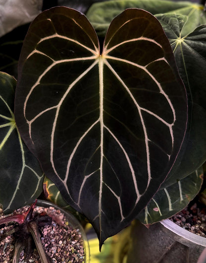 Anthurium carlablackiae Wu1 s1 x (RA5x10)