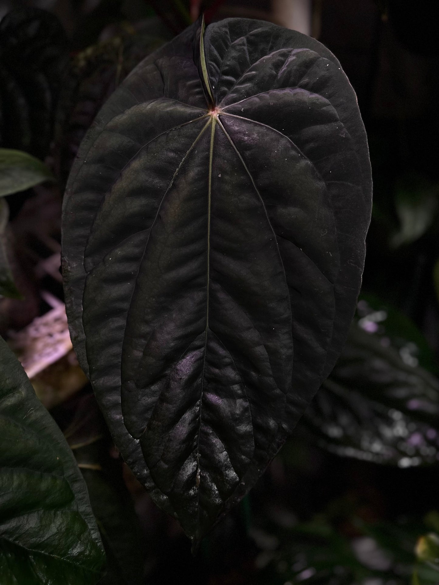 Anthurium dressleri NSE “Obsidian” x RG *seedlings*