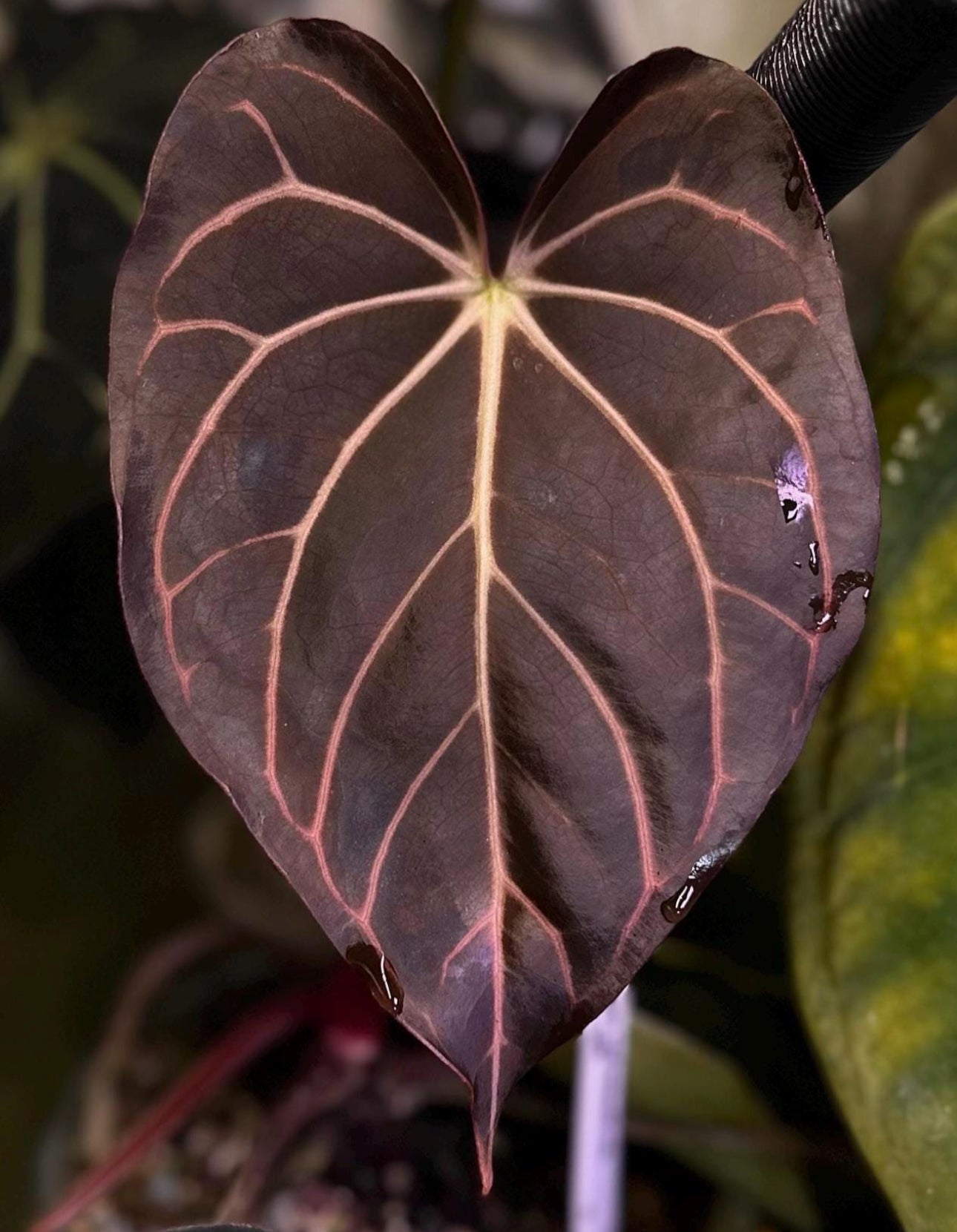 Anthurium carlablackiae Wu1 s1 x (RA5x10)