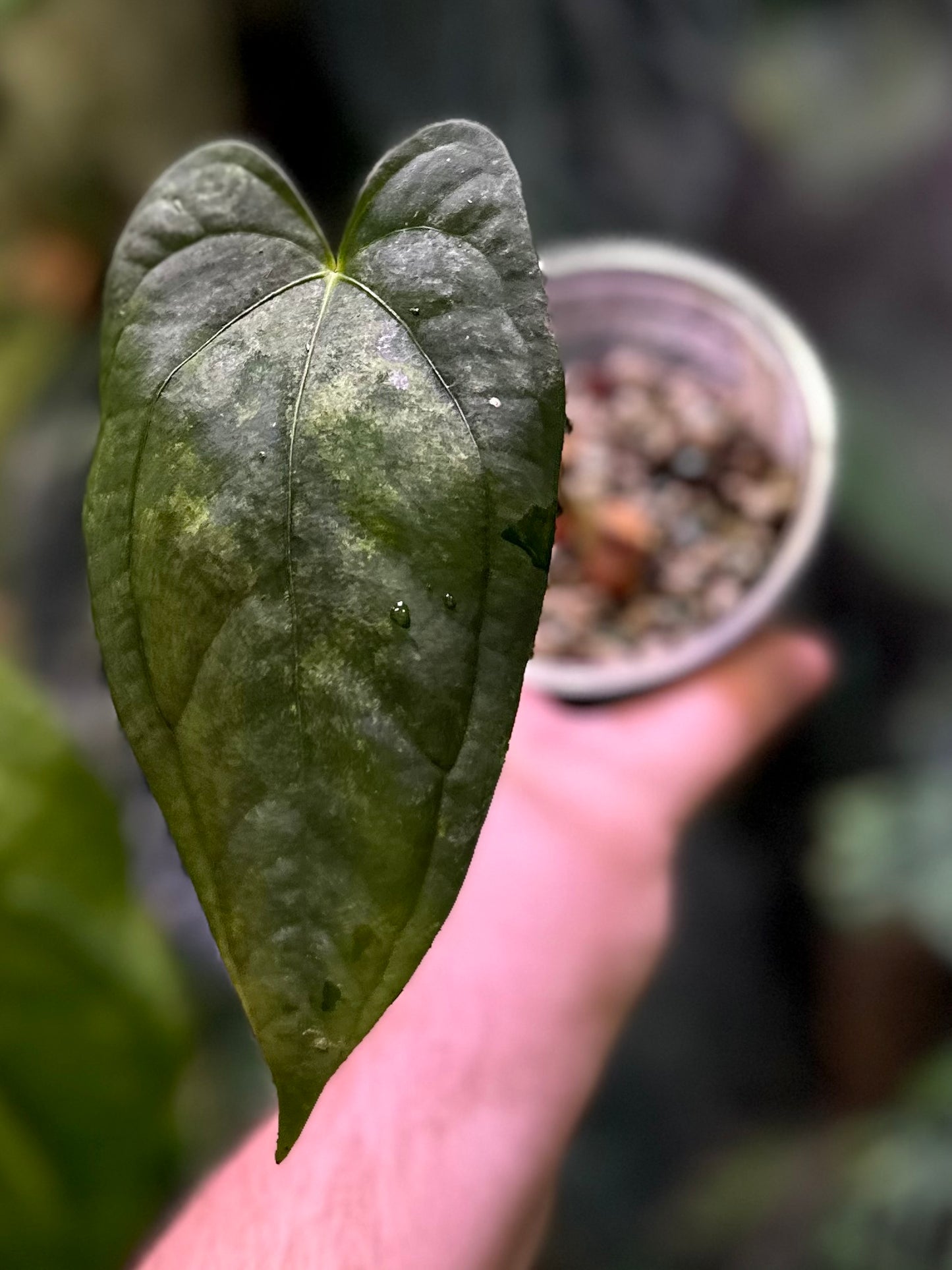 Anthurium papillilaminum RA6 x self