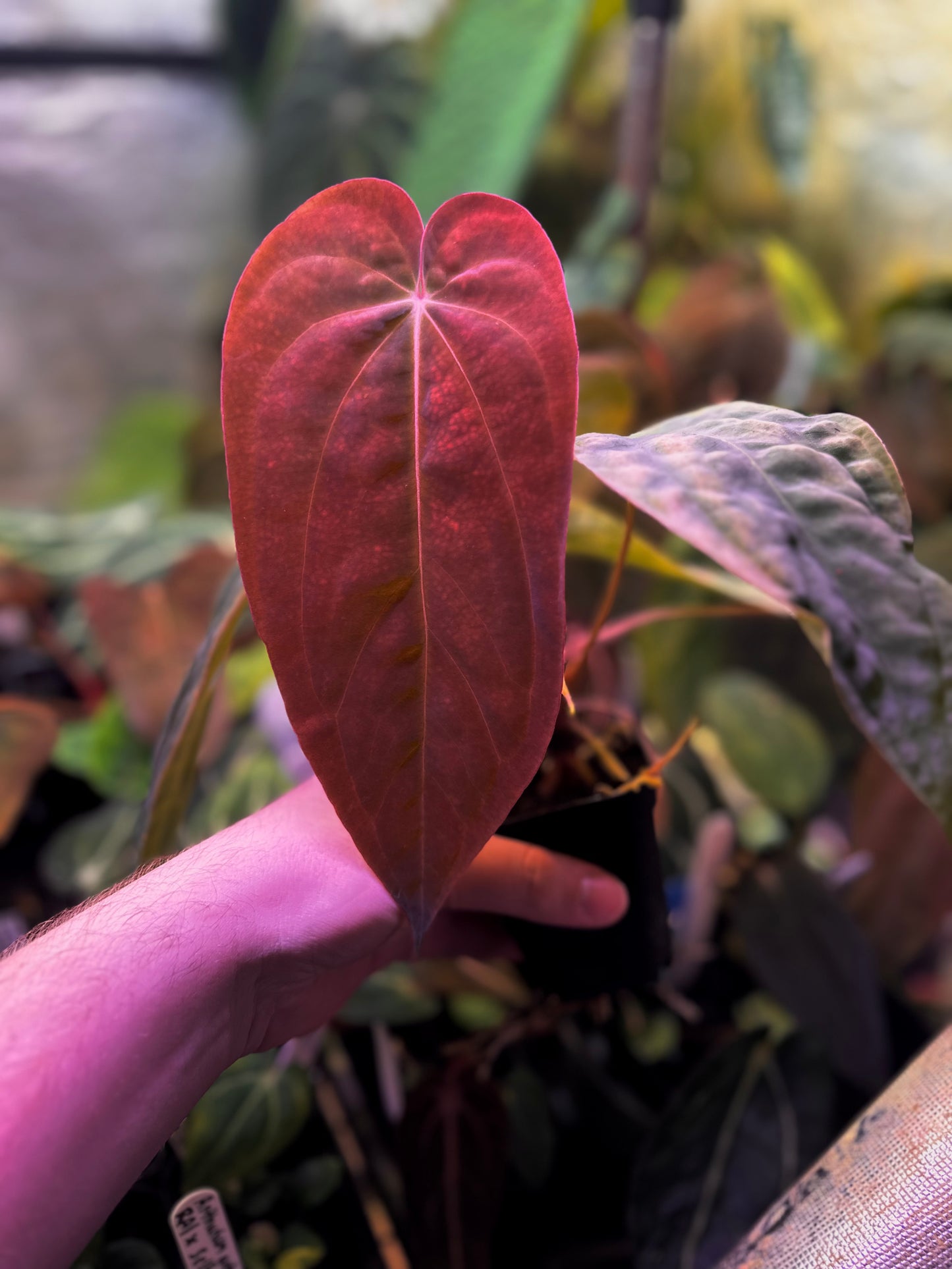 Anthurium antolakii (BVEP) "Round x RA1" x "Wu1 x Oliver"