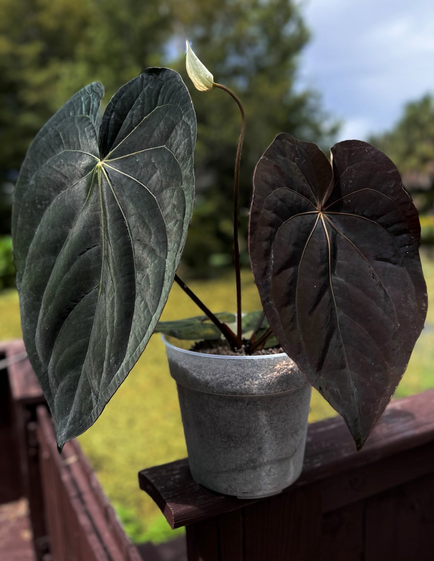 Anthurium carlablackiae RA5x10 x (dress RG F2 x carla "Amanda")