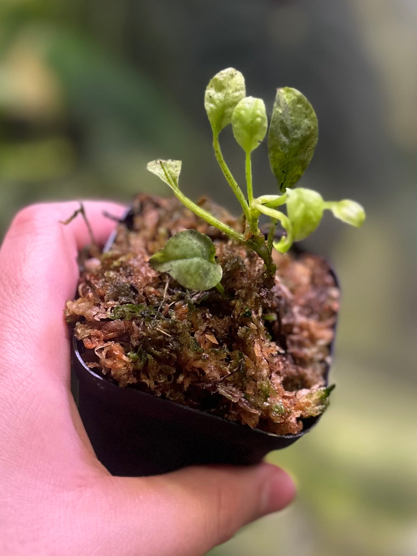 Anthurium willifordii *EXTREMELY RARE*