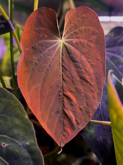 Anthurium antolakii (BVEP) "Round x RA1" x dressleri "Obsidian" *seedlings*