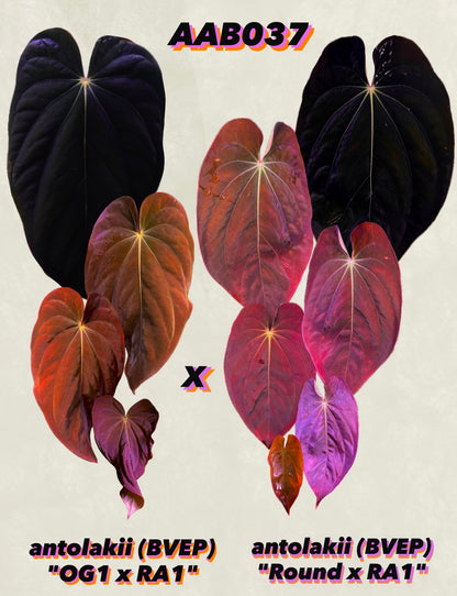 Anthurium antolakii (BVEP) "OG1 x RA1" x "Round x RA1"