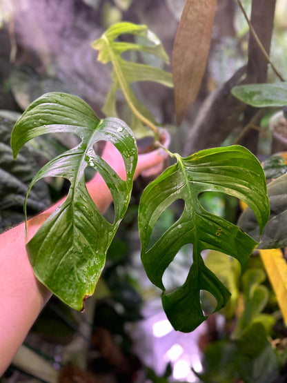 Monstera cf. obliqua “Peru”