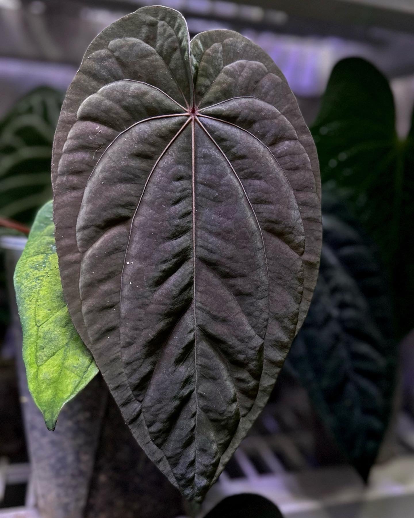 Anthurium dressleri NSE “Obsidian”