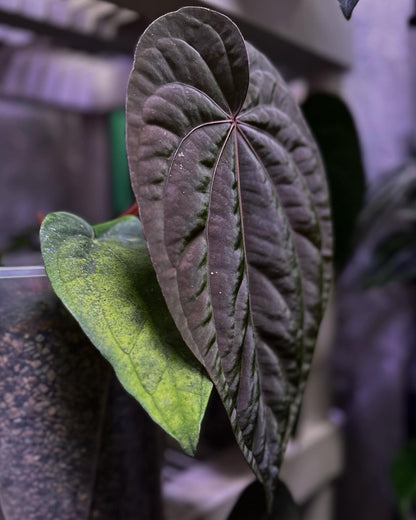 Anthurium dressleri NSE “Obsidian”