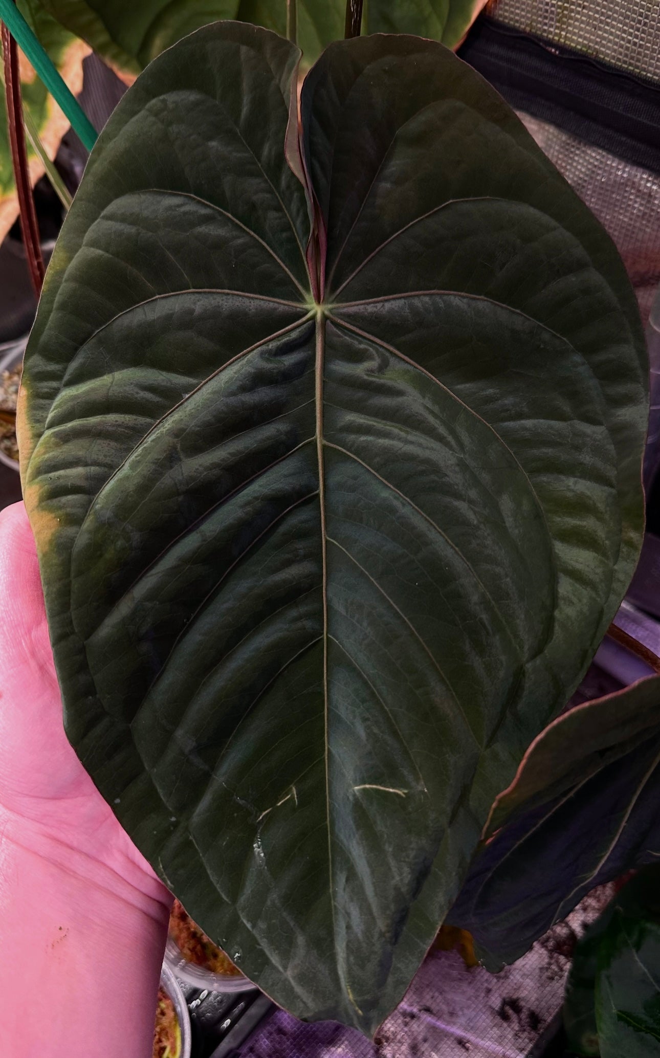 Anthurium dressleri RG F2 x Dark Phoenix