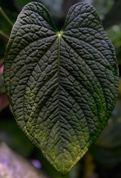 Anthurium antolakii (BVEP) x splendidum