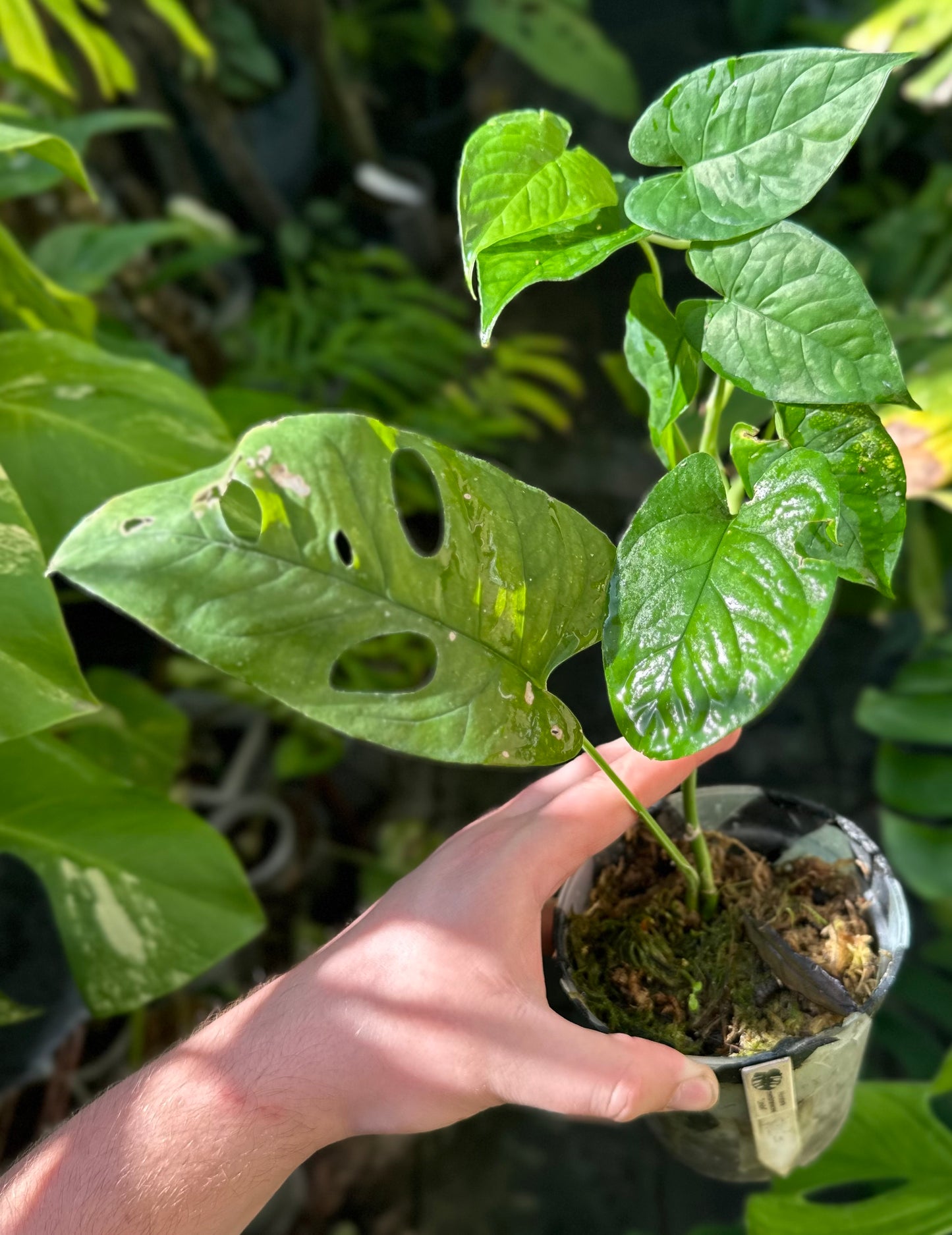 Monstera membranacea (Limón/Caribbean form)