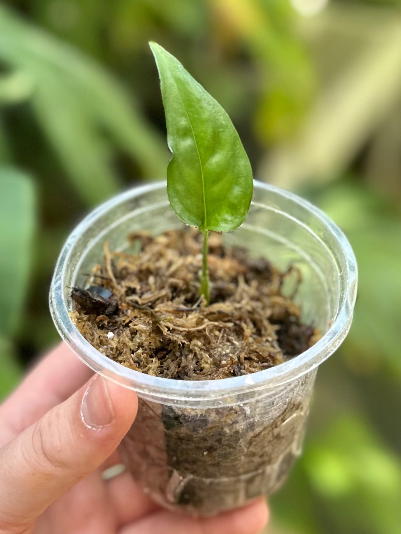 Monstera aff. obliqua “Filamentous”