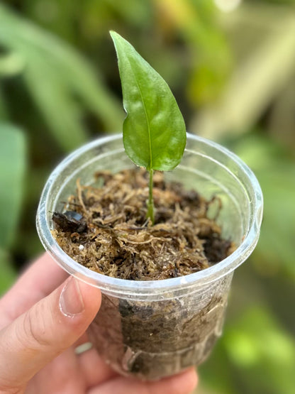 Monstera aff. obliqua “Filamentous”