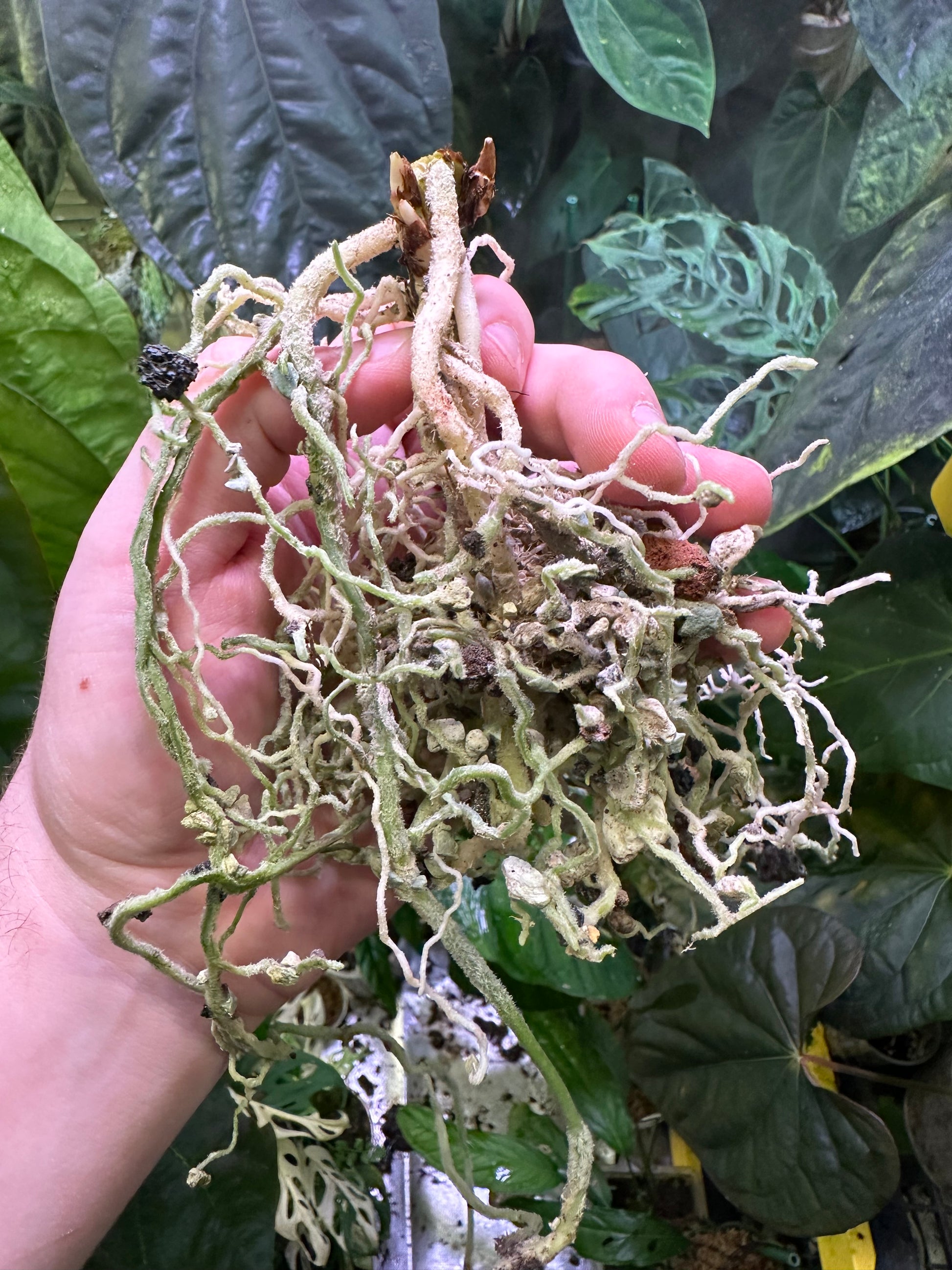 anthurium chamberlainii x portillae Anthurium Indo portillae x papillilaminum RA – AABexotics