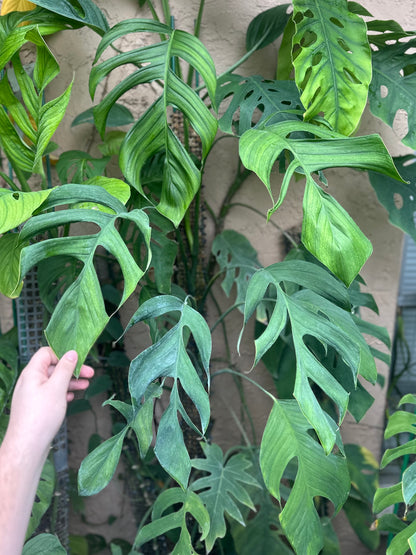 Monstera bocatorensis