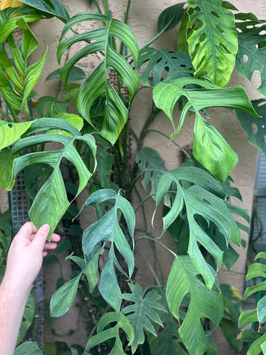 Monstera bocatorensis